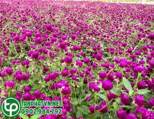 đồng cúc bách nhật