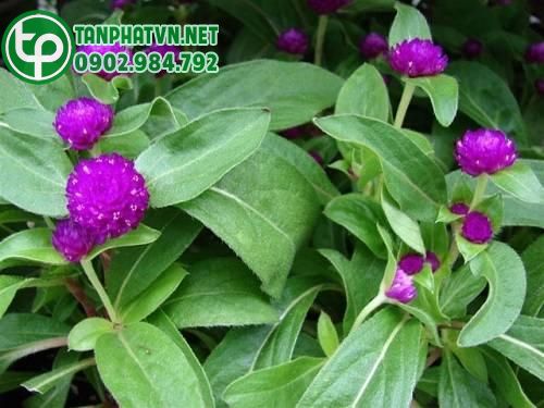 trồng hoa cúc tươi