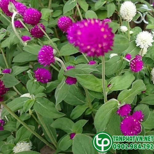 cúc bách nhật tươi