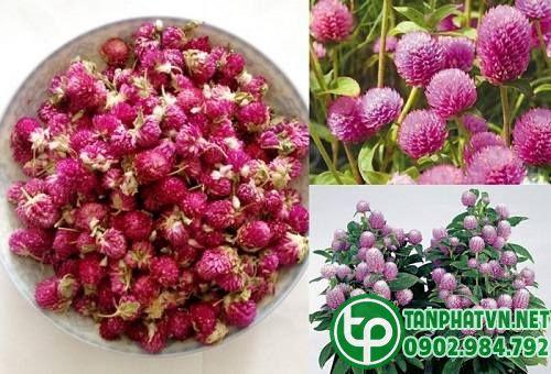 công dụng của cúc bách nhật