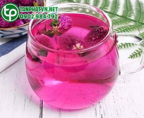 cúc bách nhật làm trà