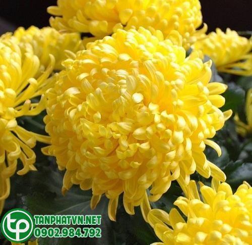 Hoa cúc vàng tươi