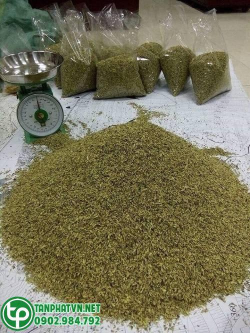 Hoa hòe sấy tanphat