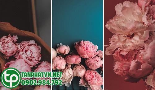 Hoa mẫu đơn
