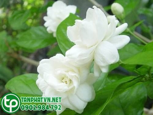 HOA NHÀI TƯƠI