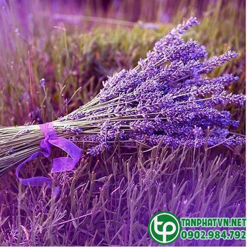Hoa oải hương tươi