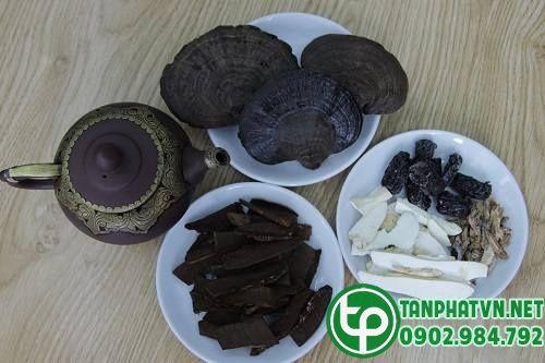 Nấm lim chi xanh tanphat