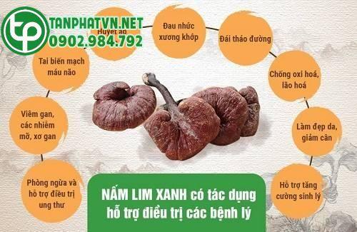 Trị bệnh từ nấm lim xanh