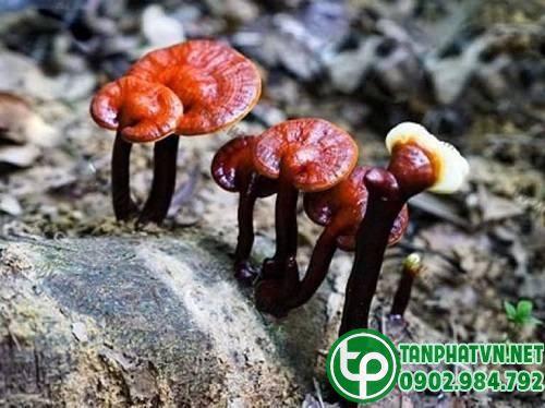 Nấm lim xanh rừng tươi