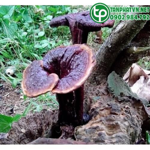 Nấm lim xanh rừng tươi nguyên chất