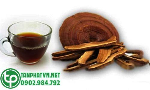Nấm lim xanh rừng