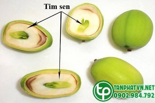 Tim sen 