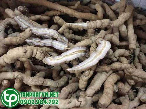 Củ ba kích tím tươi