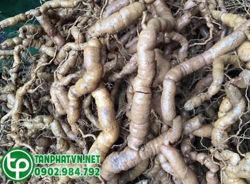 Củ ba kích tím tươi