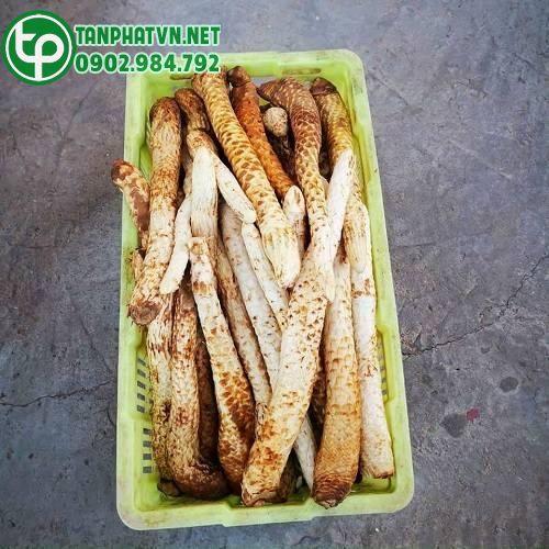 nhục thung dung chất lượng cao