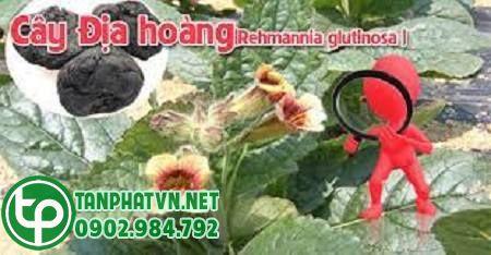 dùng địa hoàng chưa bệnh