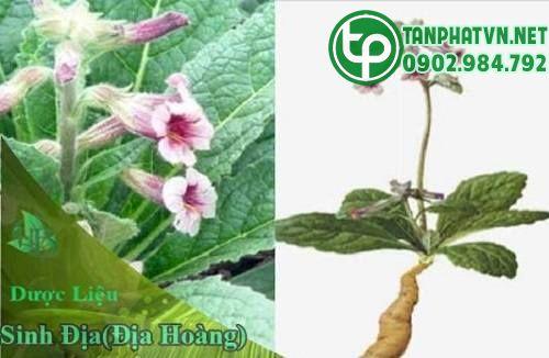 củ địa hoàng 