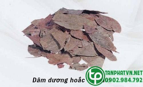 dâm dương hoắc của tanphat