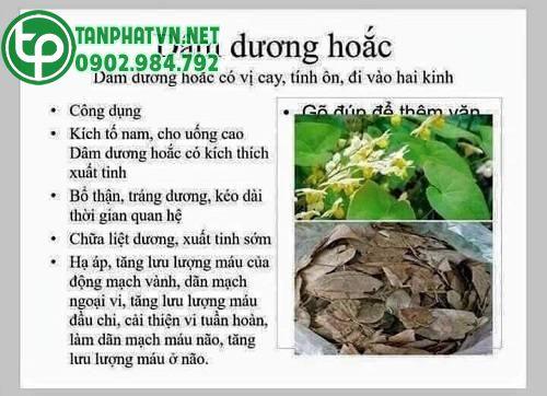 công dụng của dâm dương hoắc