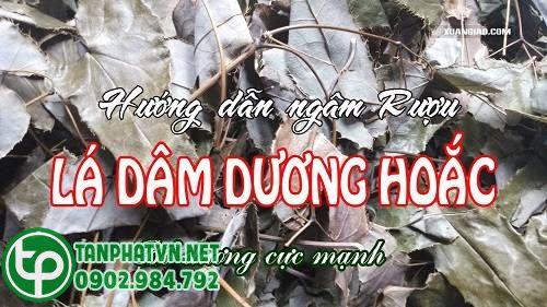 rượu dâm dương hoắc sấy khô