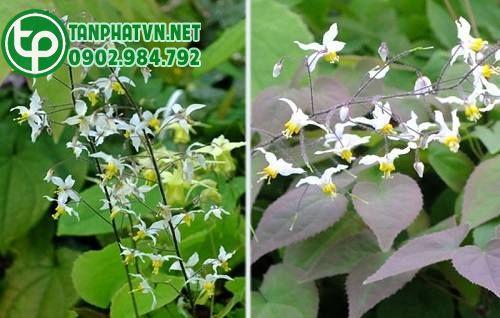 dâm dương hoắc tươi