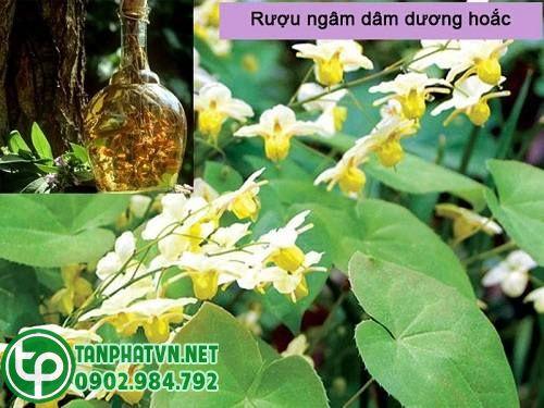 rượu dâm dương hoắc