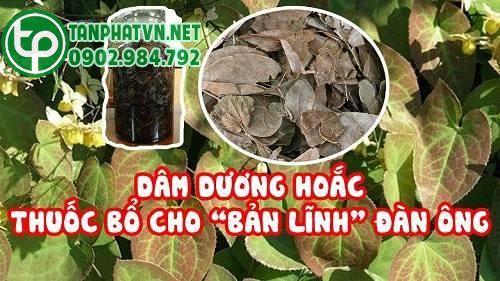 rượu dâm dương