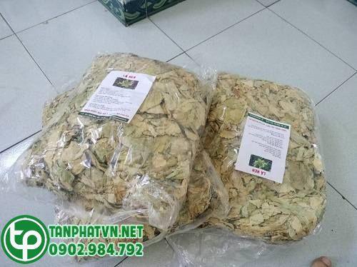 Nơi phân phối cây lá hen tại Tp. Thủ Đức Nơi phân phối cây lá hen tại Tp. Thủ Đức