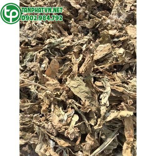 Địa điểm bán cây lá hen tại Bình Phước