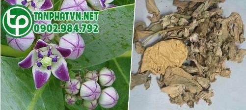 Nơi bán cây lá hen tại Quận 12 Nơi bán cây lá hen tại Quận 12