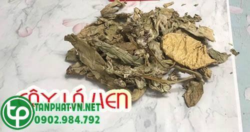 Nơi bán cây lá hen uy tín tại Hà Nội Nơi bán cây lá hen uy tín tại Hà Nội