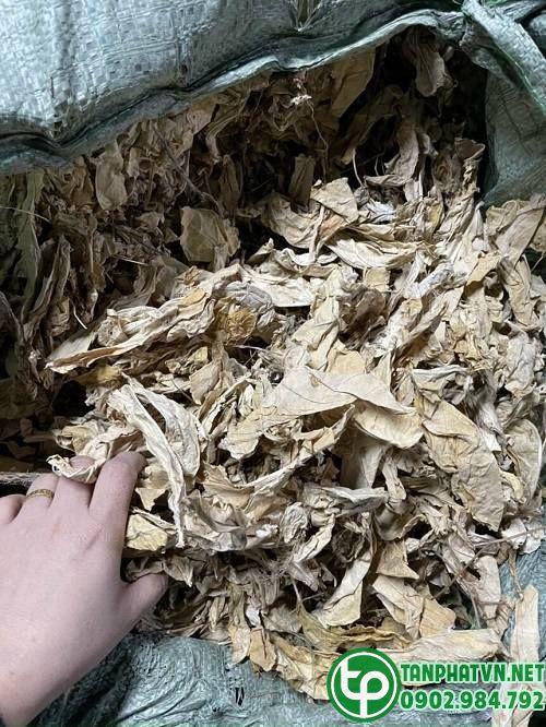 Nơi phân phối cây lá hen tại Củ Chi Nơi phân phối cây lá hen tại Củ Chi