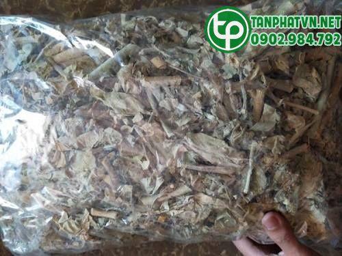 Địa chỉ bán cây lá hen nguyên chất tại Hóc Môn Địa chỉ bán cây lá hen nguyên chất tại Hóc Môn