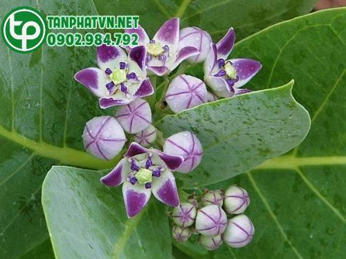cây lá hen tươi
