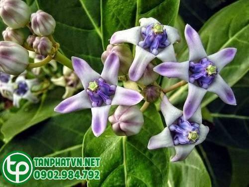 hình ảnh từ cây hen