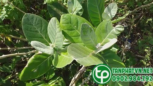 Cây Lá hen Tại Nhà Bè Cây Lá hen Tại Nhà Bè