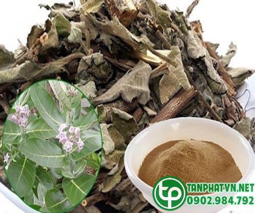 dược liệu khôĐịa điểm bán cây lá hen tại Quận 9