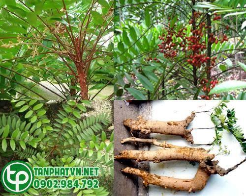 cây mật nhân tươi