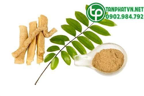 mật nhân trong trị bệnh