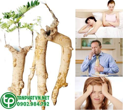 mật nhân ngằn ngừa bệnh tật