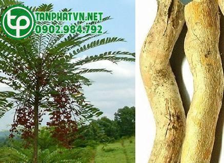 mật nhân tươi