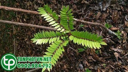 cây mật nhân nhỏ