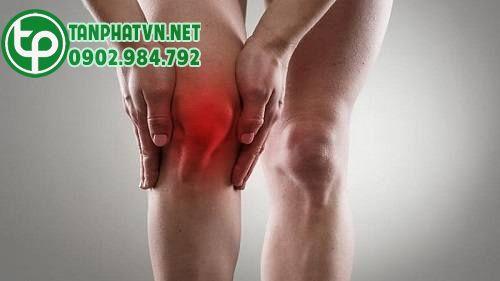 mật nhân bảo vệ xương khớp