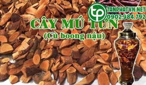 Mua Rễ Cây Mú Từn Tại Tuyên Quang