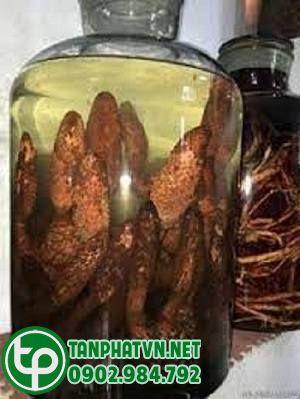 rượu nấm ngọc cẩu