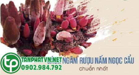 nấm ngọc cẩu 