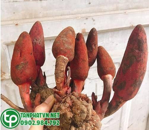 nấm ngọc cẩu tươi