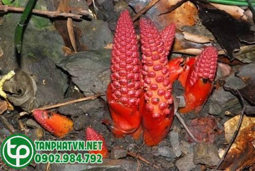 nấm tươi