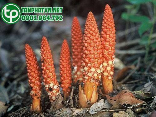dược liệu nấm ngọc cẩu