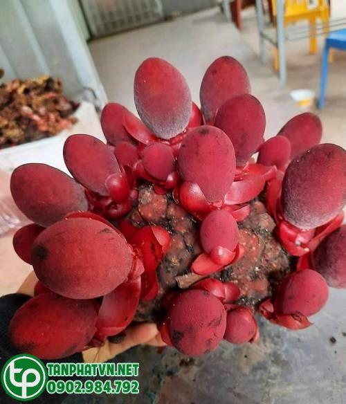 nấm ngọc cẩu tươi